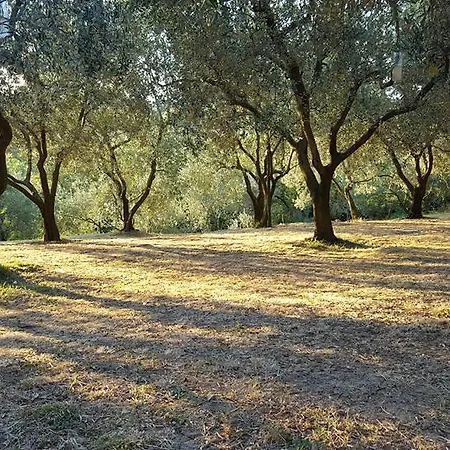 Oliveto Mare Carso Sistiana