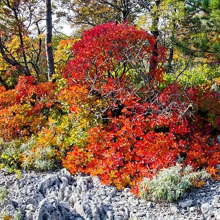 Oliveto Mare Carso Σπίτι διακοπών