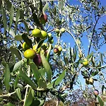 Oliveto Mare Carso Feriehus Sistiana