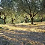Oliveto Mare Carso Sistiana