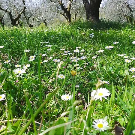 Oliveto Mare Carso Hébergement de vacances *