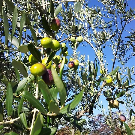 Oliveto Mare Carso Hébergement de vacances Sistiana